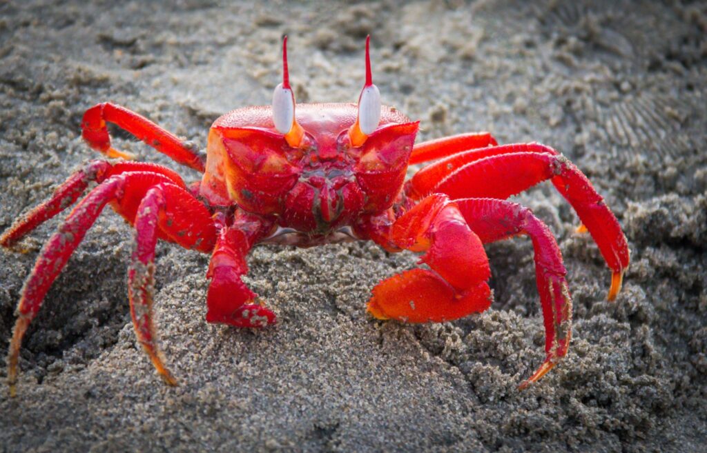 Crabbing in Brixham for kids and families to do, Torbay, South Devon