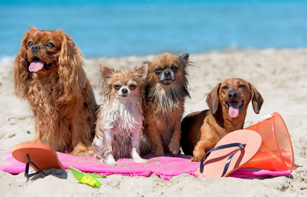 Dogs on the beach in Brixham, Torbay, South Devon