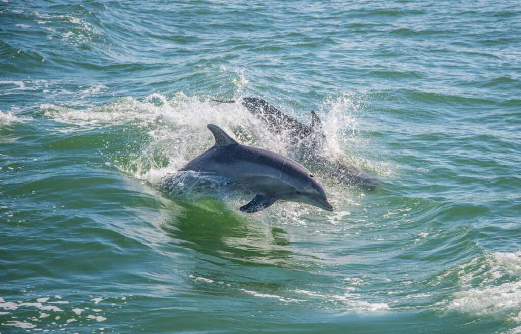 Dolphins and Wildlife in Torquay by Boat Safari - Best things to do in Torquay when staying at the Quayside Hotel