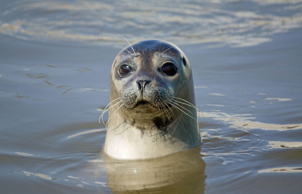 Seals in Brixham and things to do with Kids