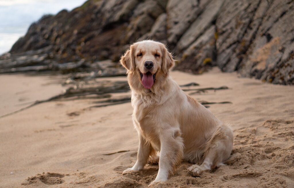 Dog-Friendly beaches in Devon