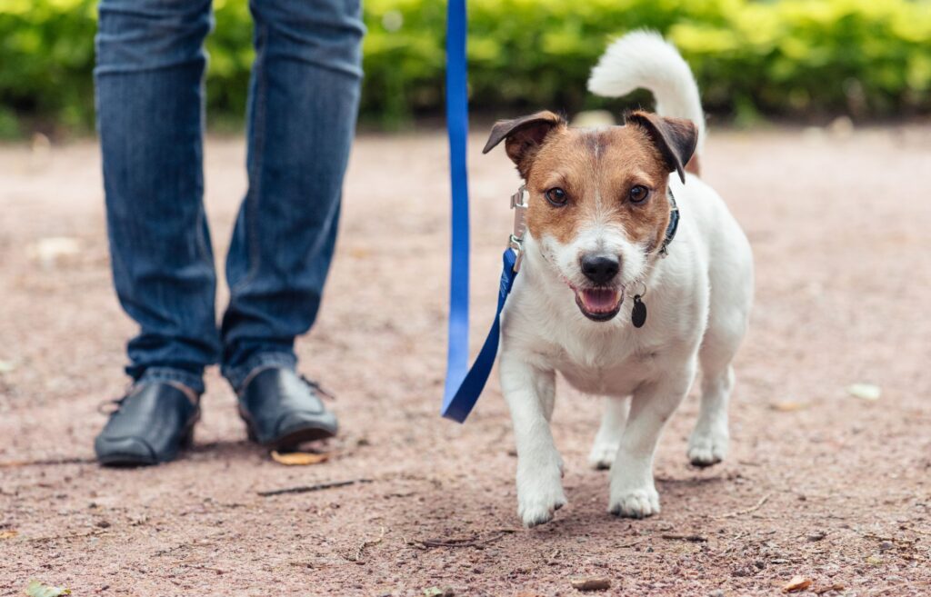 Dog friendly places to visit in Devon