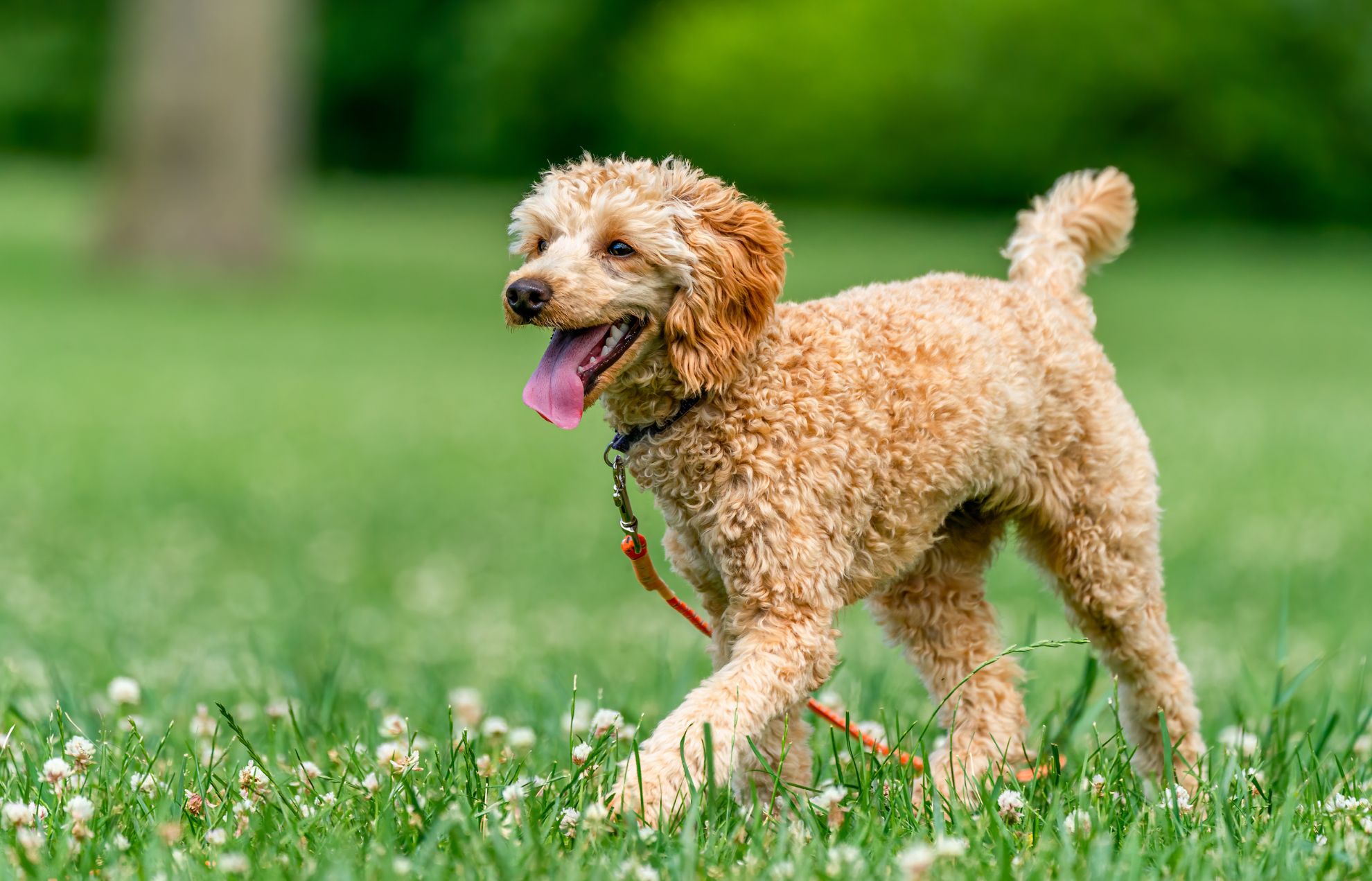 GO Outdoors - Dog Furiendly