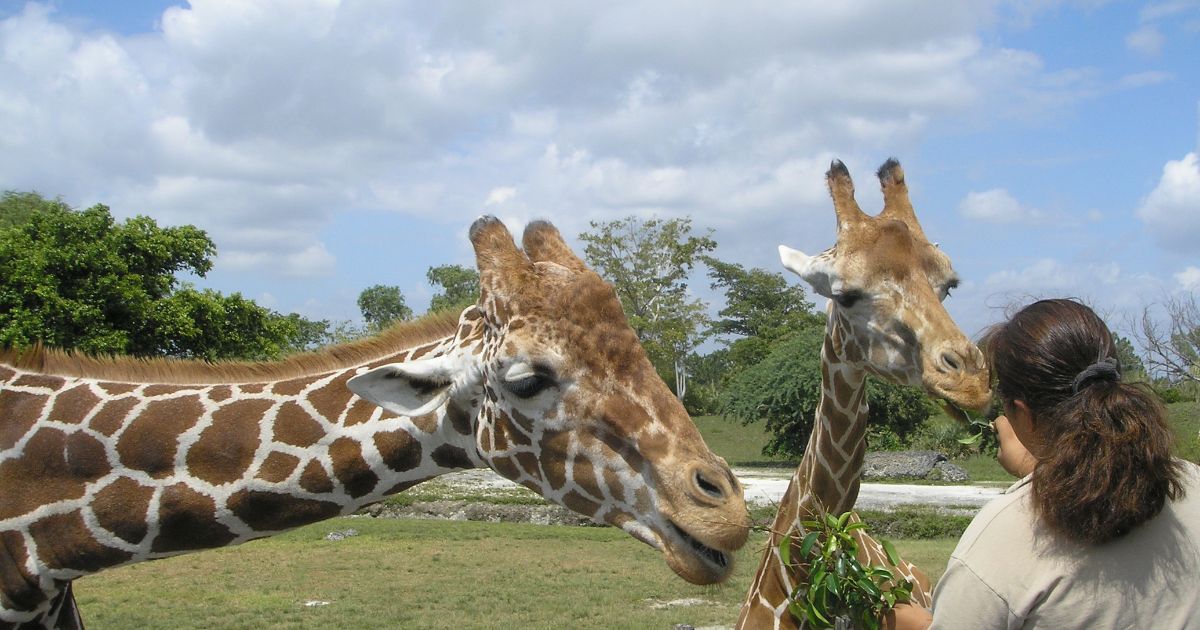 Giraffes at a wildlife park Devon